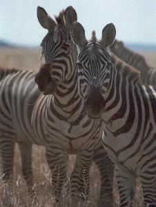 Why zebras have stripes